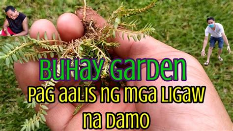 ligaw na damo in english